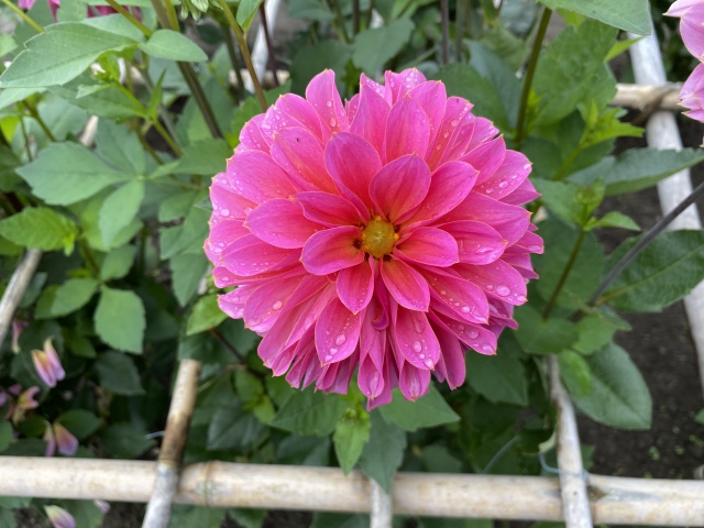 足つぼマッサージ