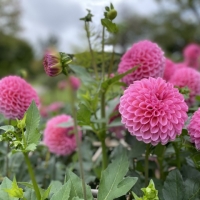 やまがた川西ダリヤ園